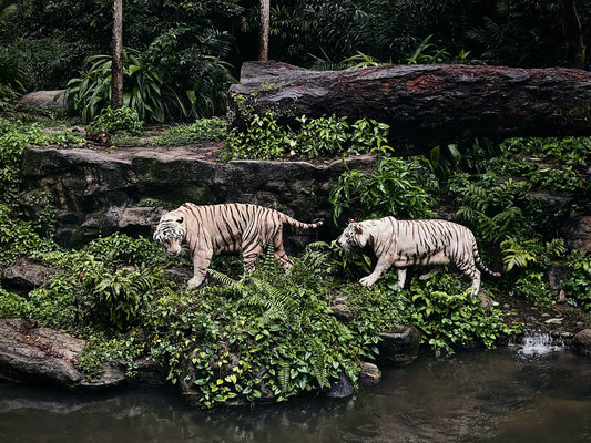 Top 5 Toddler-Friendly Destinations in Singapore: Safe and Fun Adventures